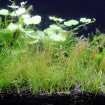 植栽から68日目　ヘアーグラスショート